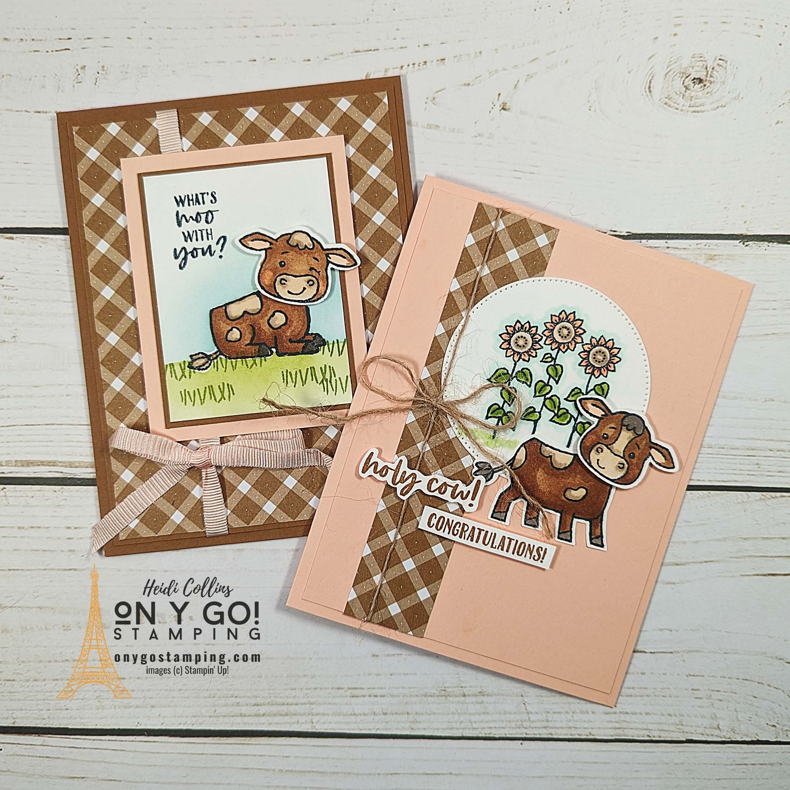 Cutest cows group