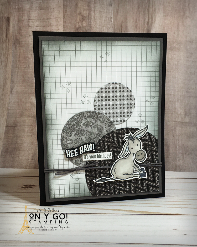 Darling donkeys circle gray