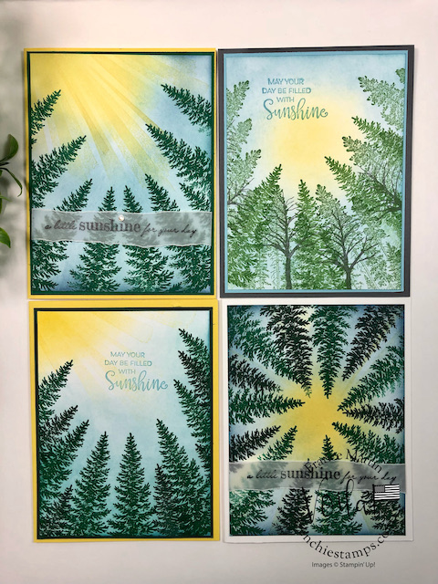 Looking up evergreen elegance 00010