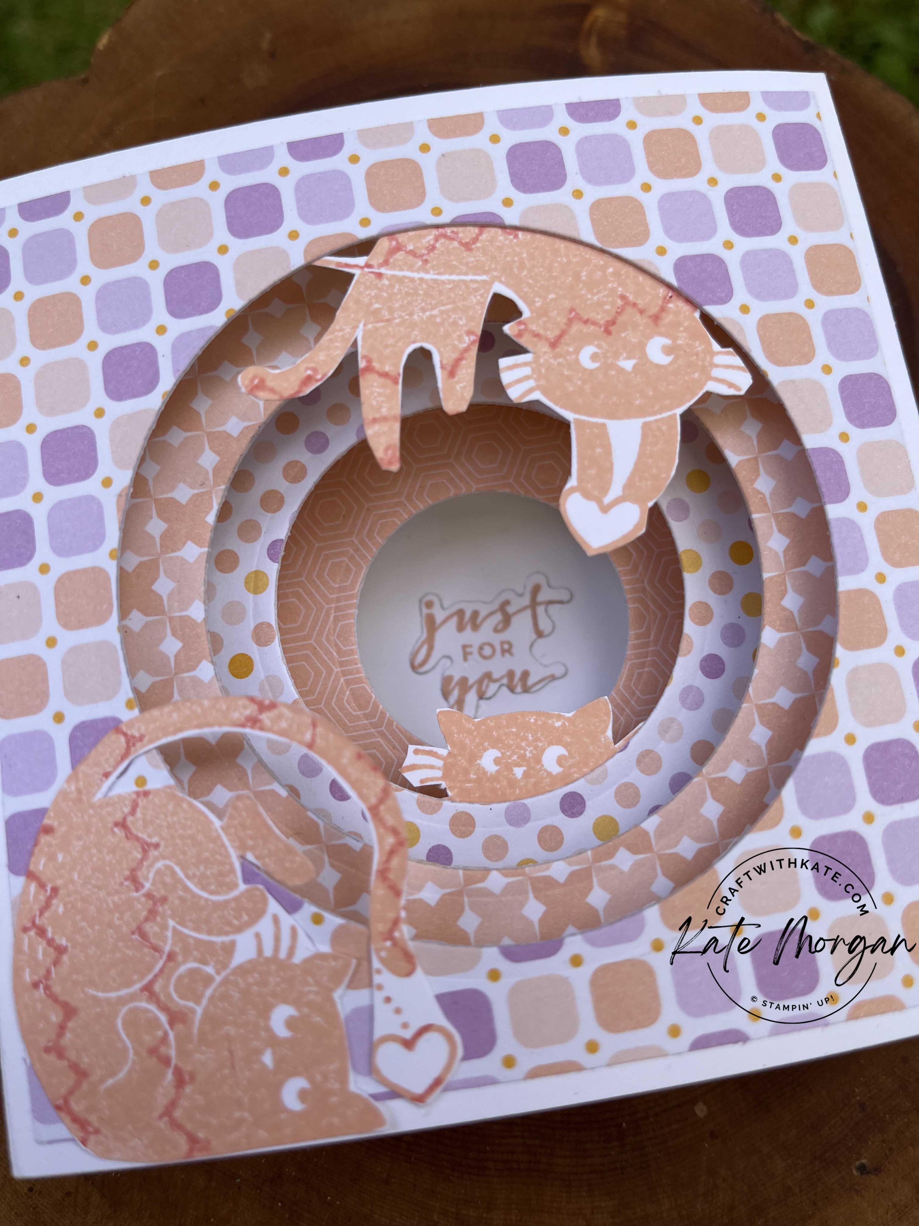 Love cats tunnel card by kate morgan  stampin up australia sab 2023 layers
