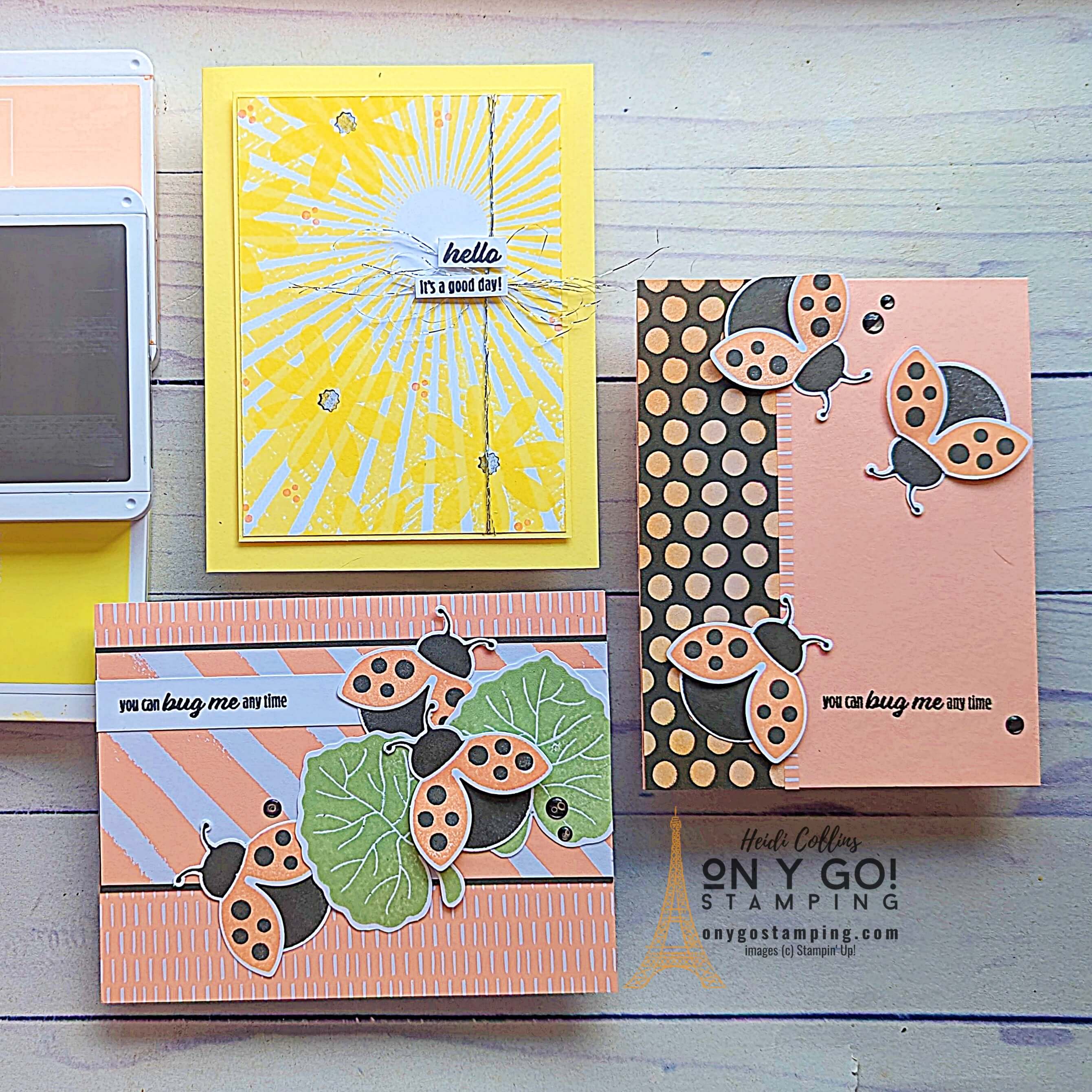 Hello ladybug group august 2023