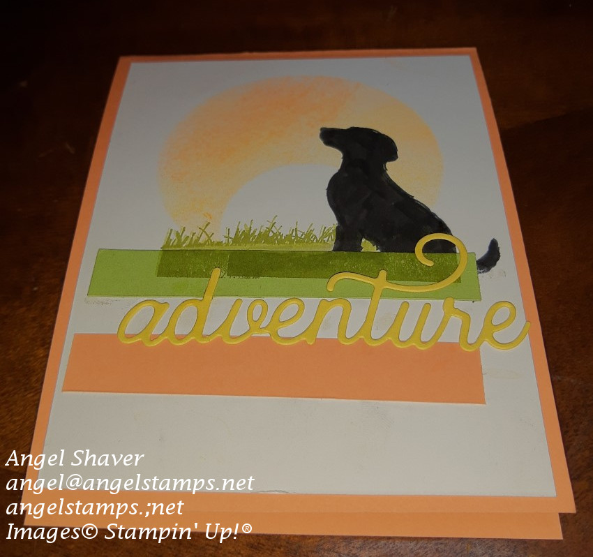 Dog s adventure